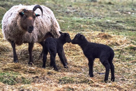 New lambs at Butser Ancient Farm. 